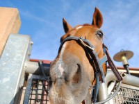 Moore Park Stables