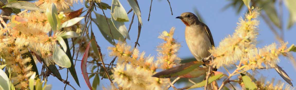 Native Bird