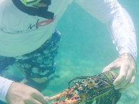 Cray Fish are plentiful on the reef, and with the Bloomfield Lodge guides expert assistance, everyone gets to enjoy!