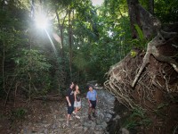 Bloomfield Lodge is located in the Daintree Rainforest, allowing guests access to pristine ecological areas that have thrived for millions of years...