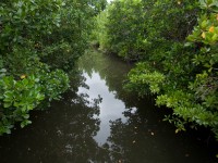 Bloomfield River cruise - crocodiles, birds, mangroves and life abundant... very informative and relaxing!