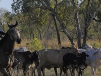 Kimberley Heritage Cattle Drive